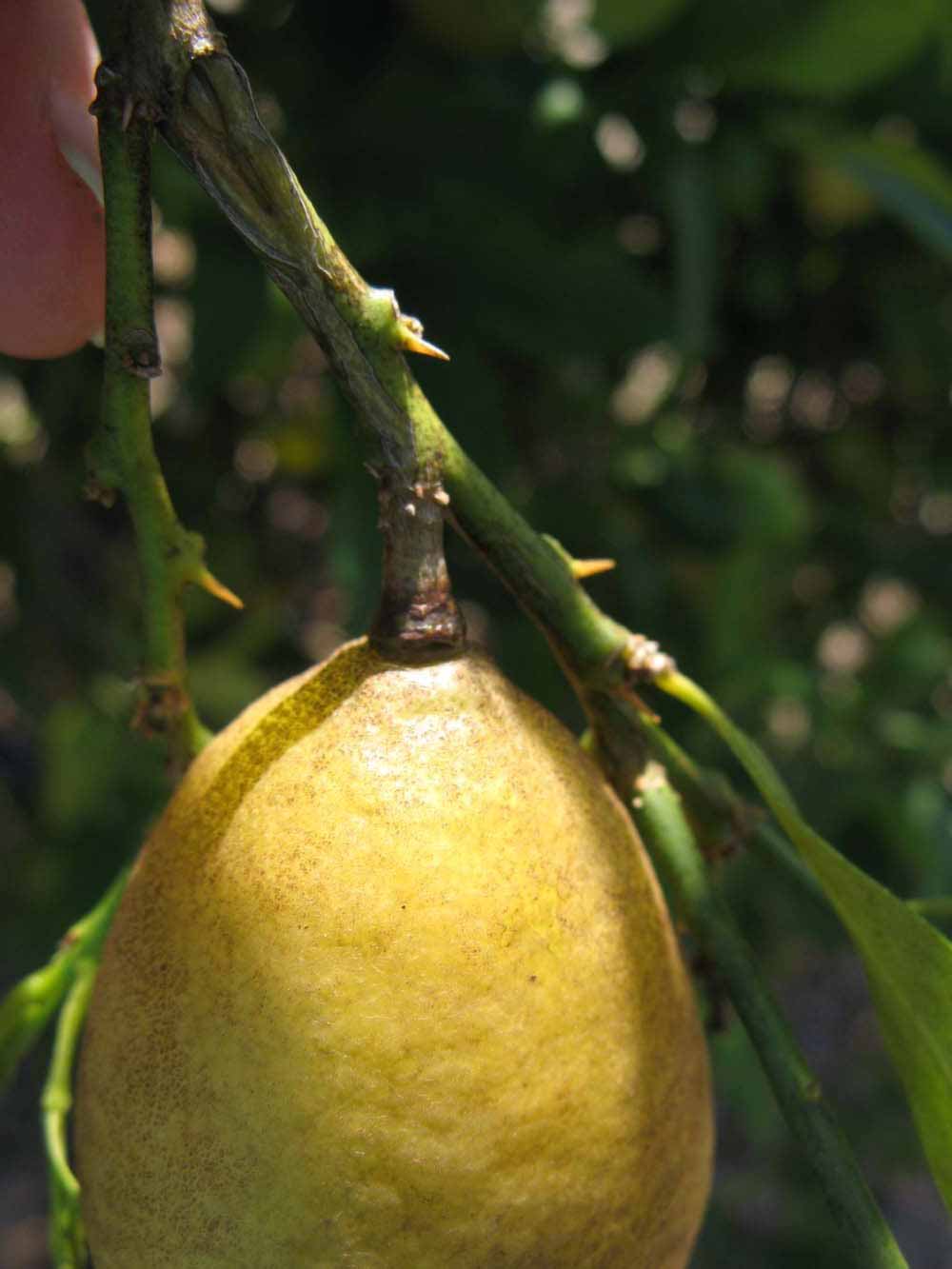            Fruit (Winter Haven, FL)   